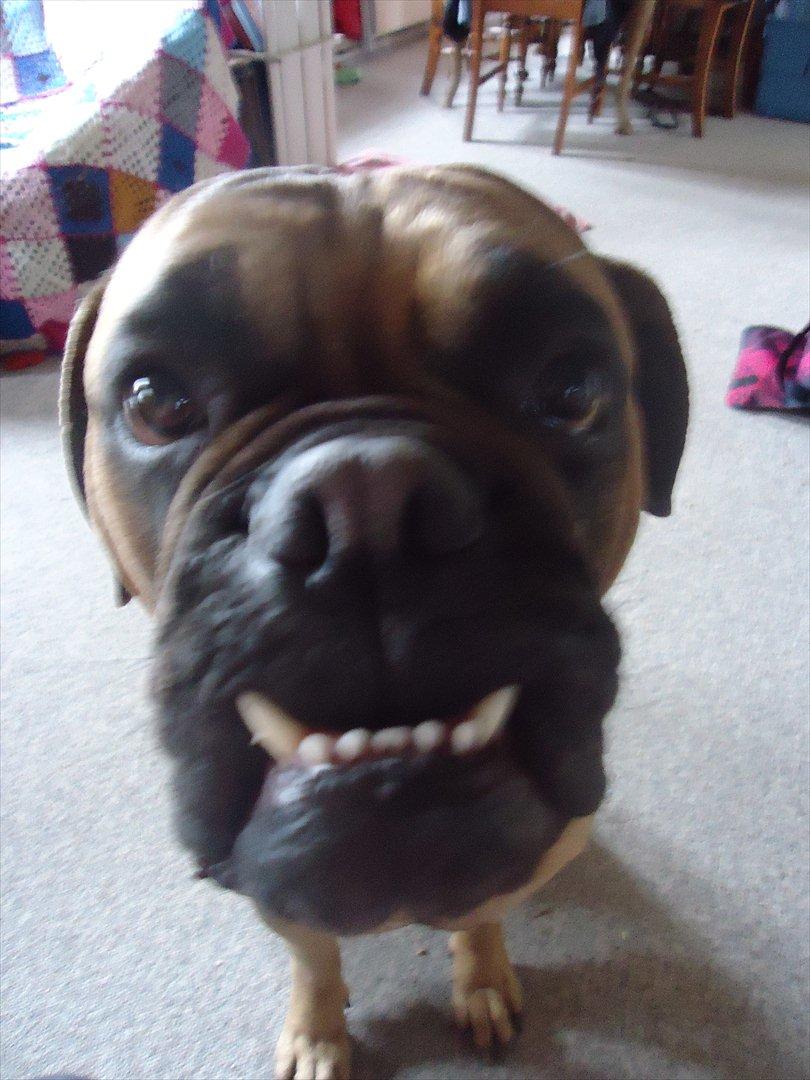 Bullmastiff * Vampyren Wilma * billede 4