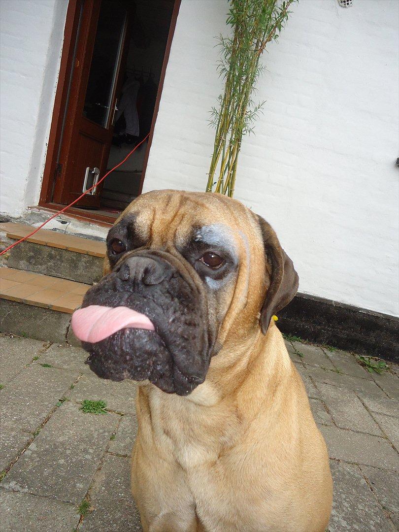 Bullmastiff * Vampyren Wilma * - Malermester Klat har været på spil - se venstre øje. billede 3