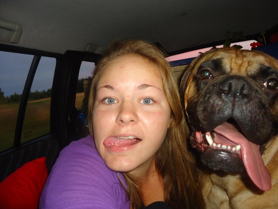 Bullmastiff * Vampyren Wilma * billede 5