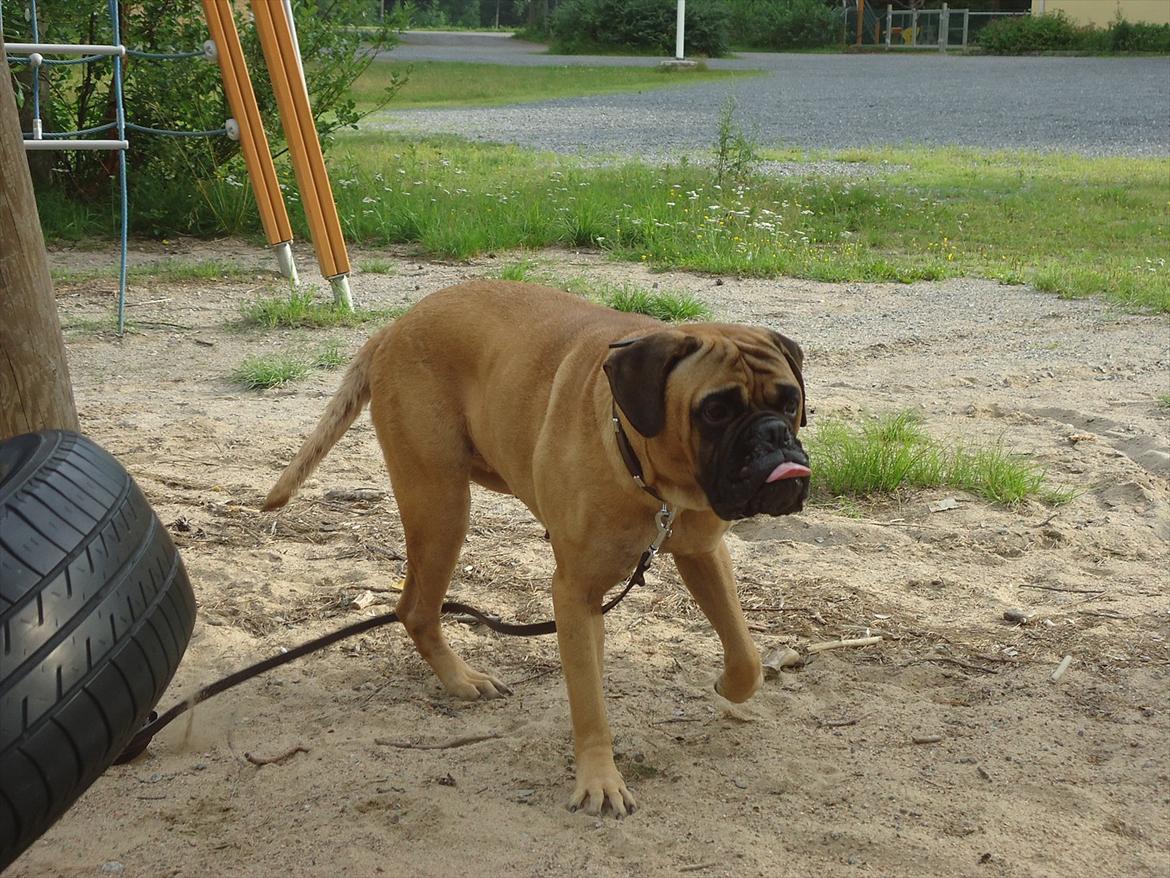 Bullmastiff * Vampyren Wilma * billede 6