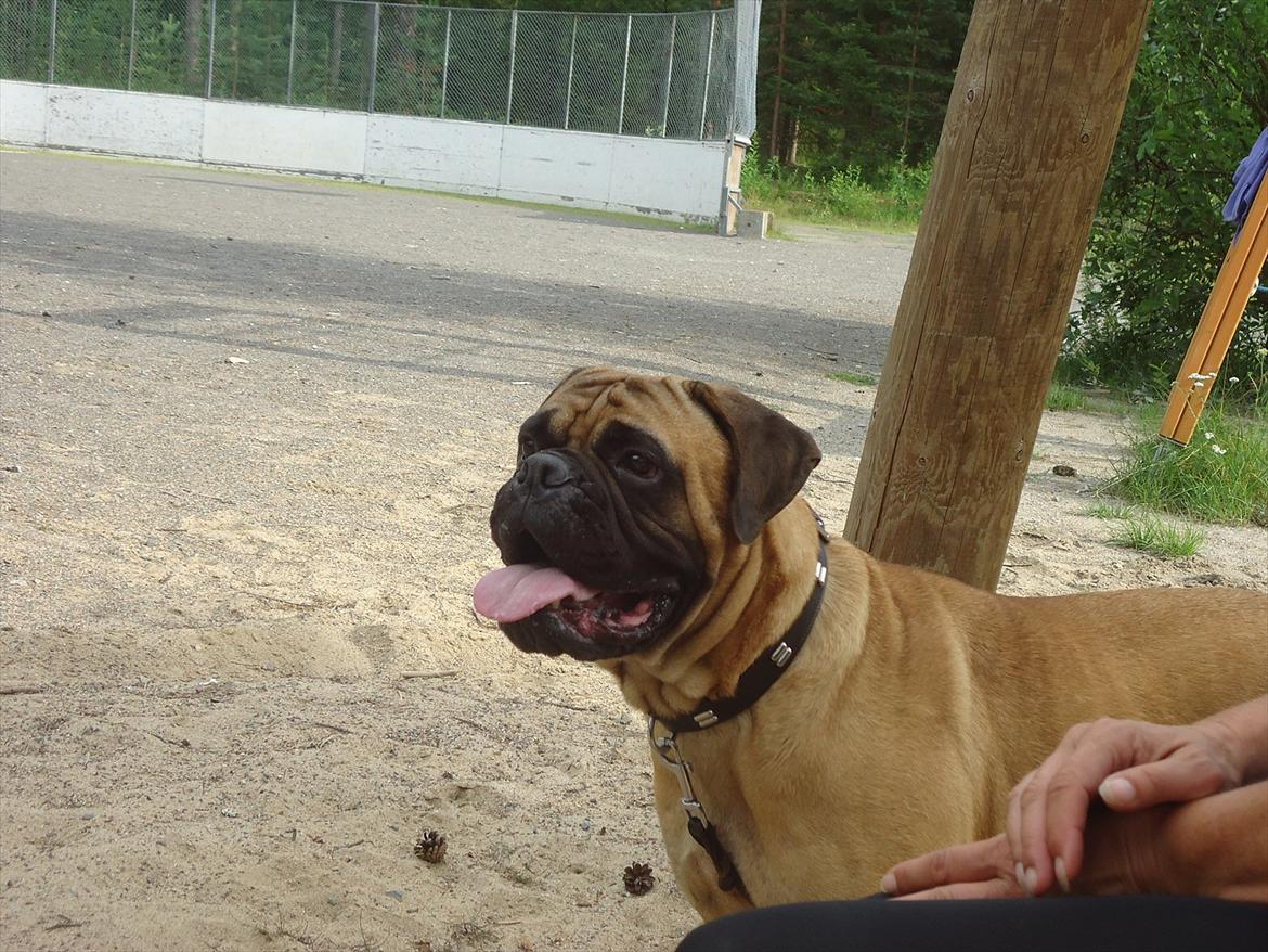 Bullmastiff * Vampyren Wilma * - Hun KAN faktisk være pæn.. billede 2