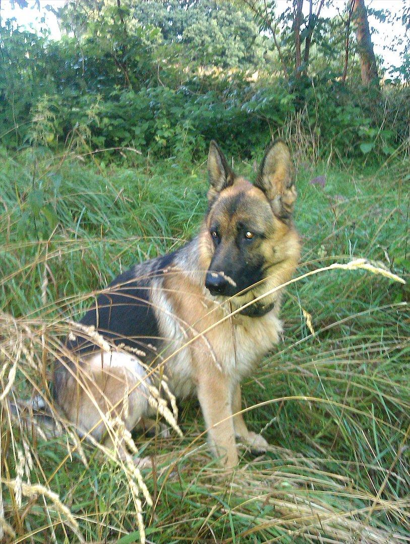 Schæferhund Rapi Nando billede 18