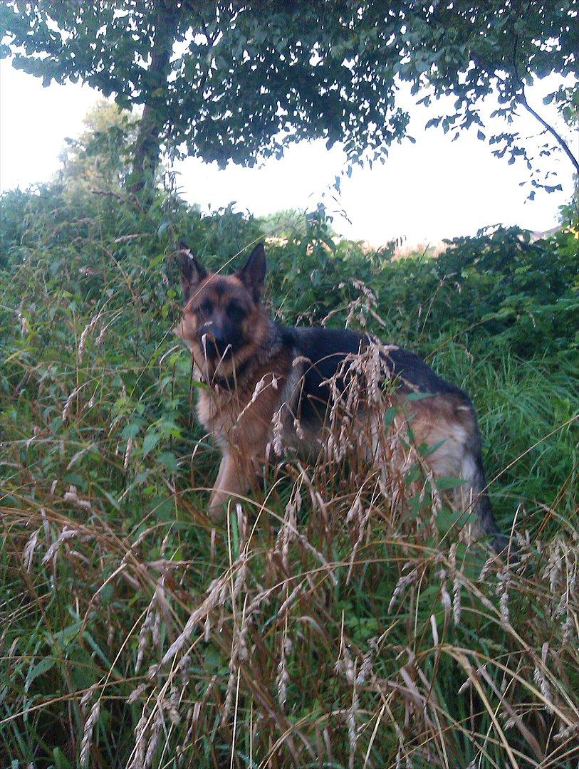 Schæferhund Rapi Nando billede 19