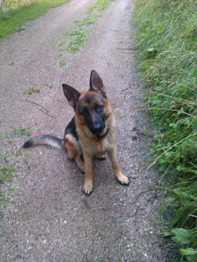 Schæferhund Rapi Nando billede 20