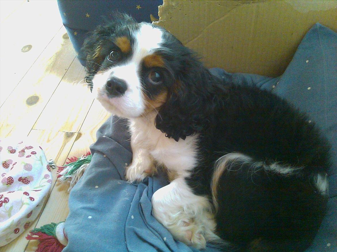 Cavalier king charles spaniel Funkel´s Lord Harley - nu er Harley træt efter en lang dag i sommerhuset<3 billede 2