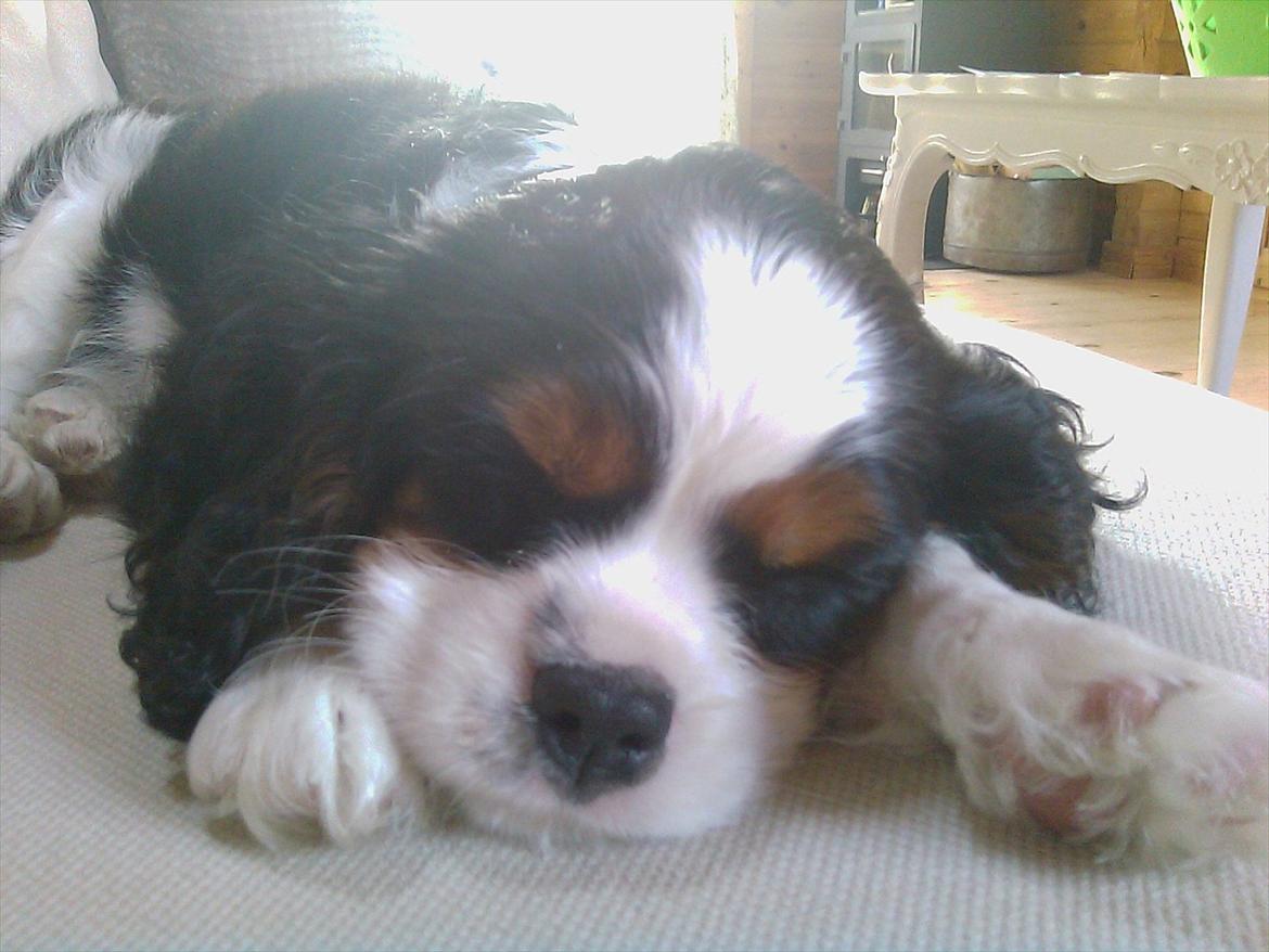 Cavalier king charles spaniel Funkel´s Lord Harley - Zzzzzzzzz så kunne vores lille øjesten ikke mere billede 3