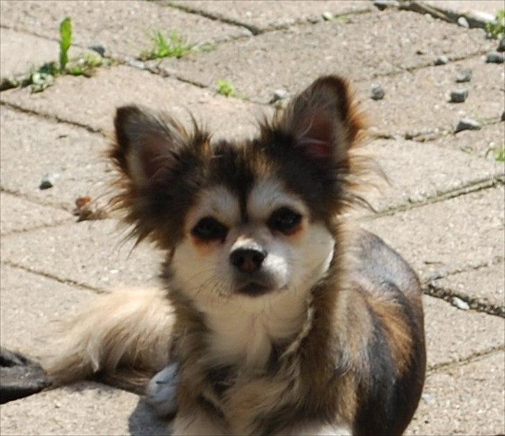 Chihuahua Mille billede 20