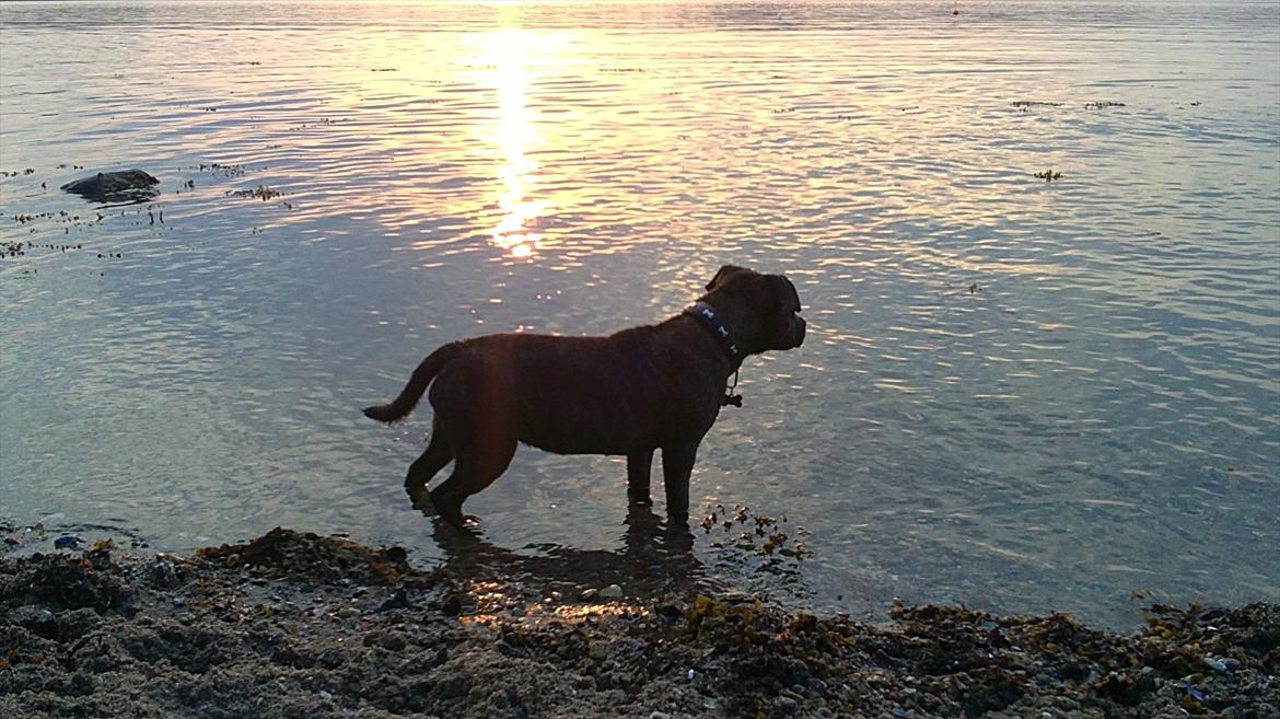 Staffordshire bull terrier Indra - Her er jeg kun 6 måneder gammel , men elsker stranden så meget ! billede 8