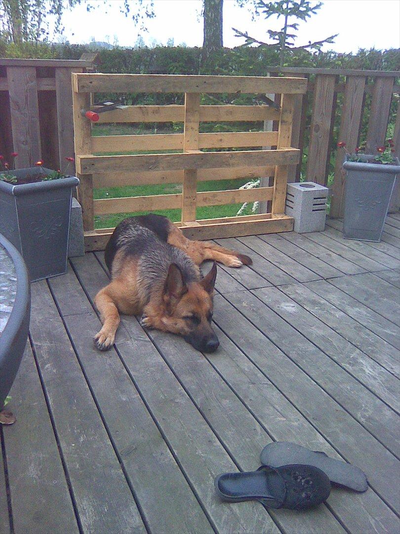 Schæferhund Hekami Tøsen. (Tøsen). (Mine forældres). billede 16