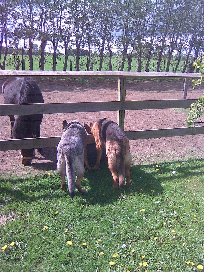 Schæferhund Hekami Tøsen. (Tøsen). (Mine forældres). billede 26