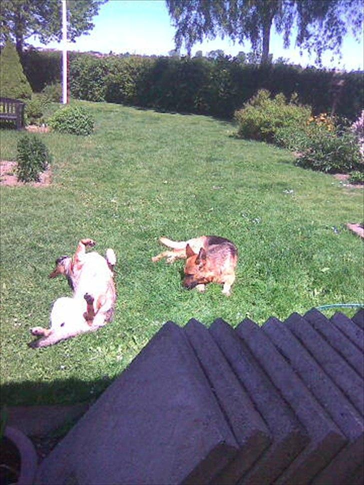 Schæferhund Hekami Tøsen. (Tøsen). (Mine forældres). billede 18