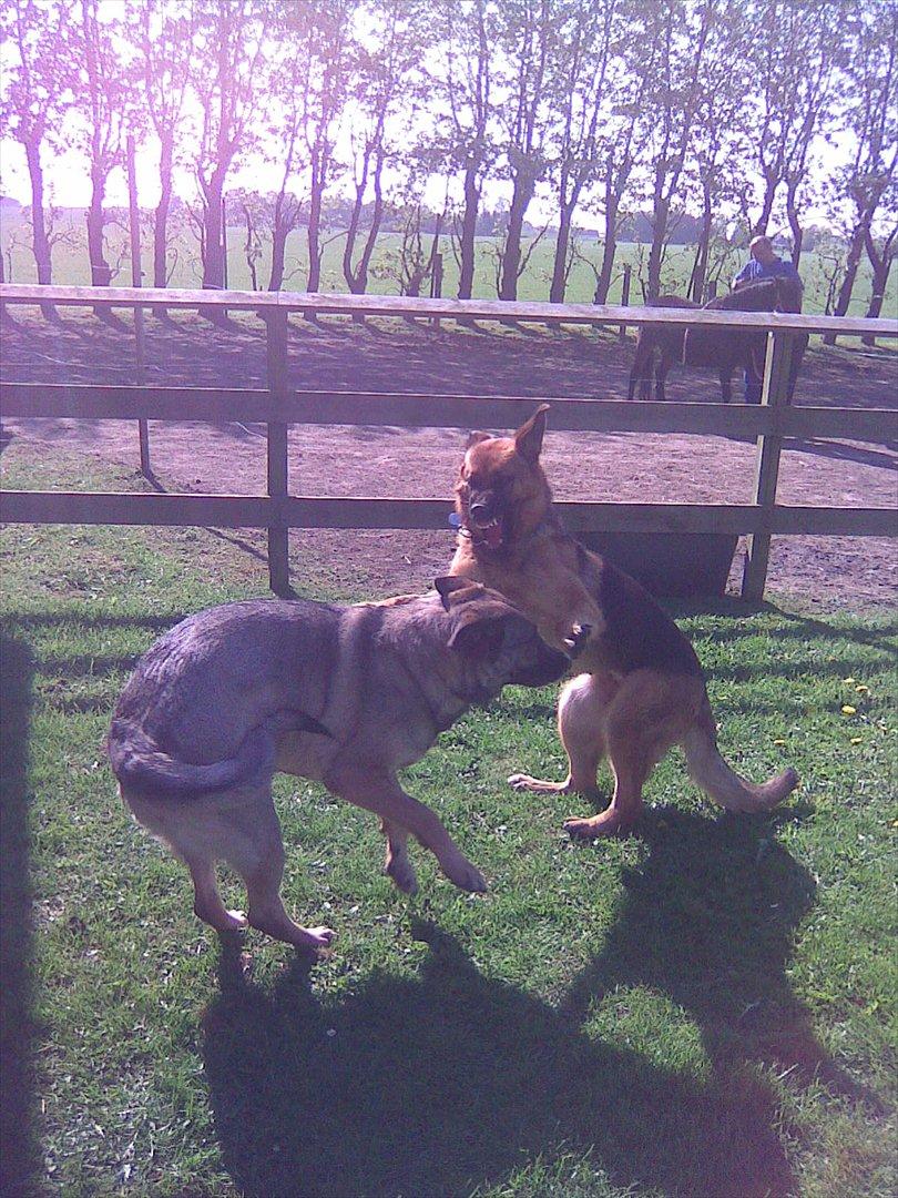 Schæferhund Hekami Tøsen. (Tøsen). (Mine forældres). billede 48