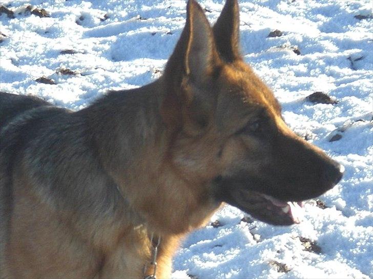 Schæferhund Hekami Tøsen. (Tøsen). (Mine forældres). billede 37