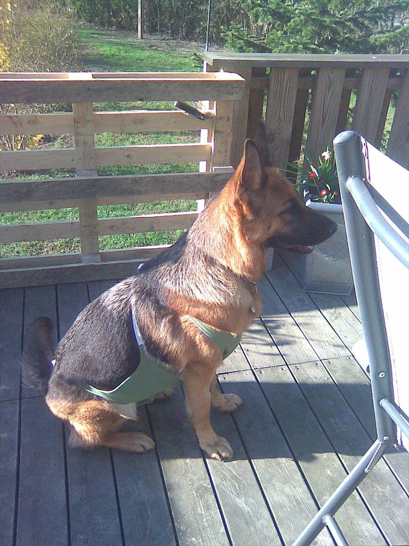 Schæferhund Hekami Tøsen. (Tøsen). (Mine forældres). billede 42