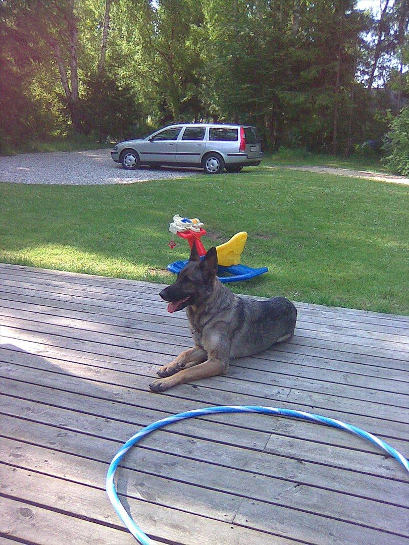Schæferhund Sportshund Cheska. (Zenta). - I sommerhus. billede 31