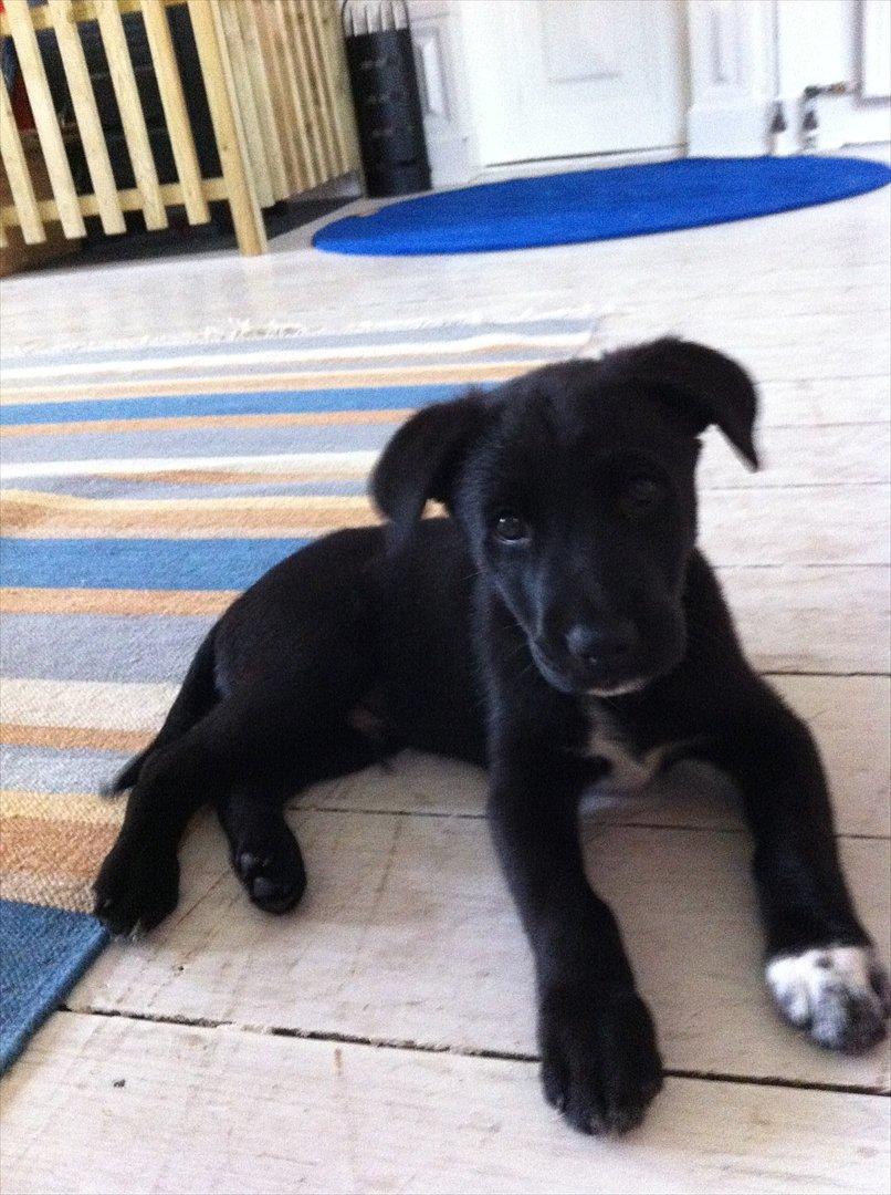 Blanding af racer Pax - 8 uger gammel billede 1