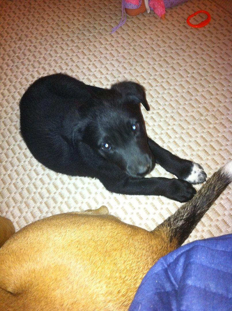 Blanding af racer Pax billede 2