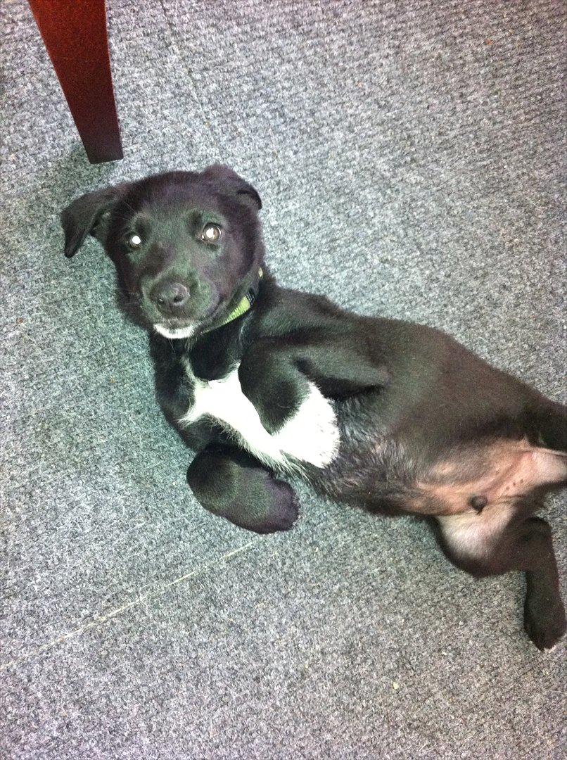 Blanding af racer Pax billede 3