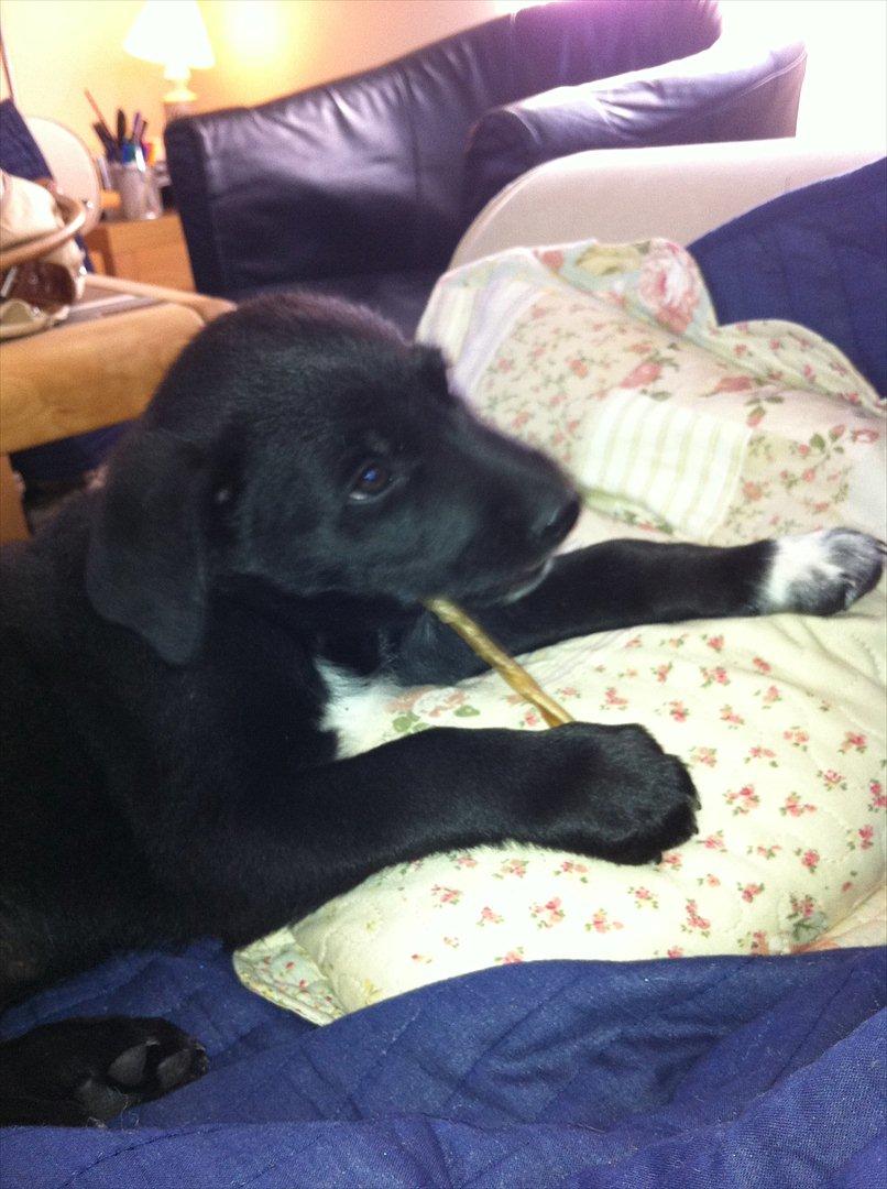 Blanding af racer Pax billede 4