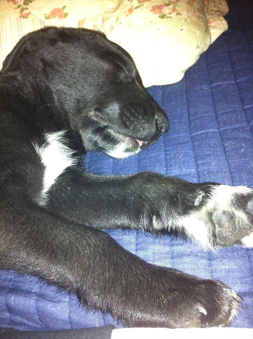 Blanding af racer Pax billede 5