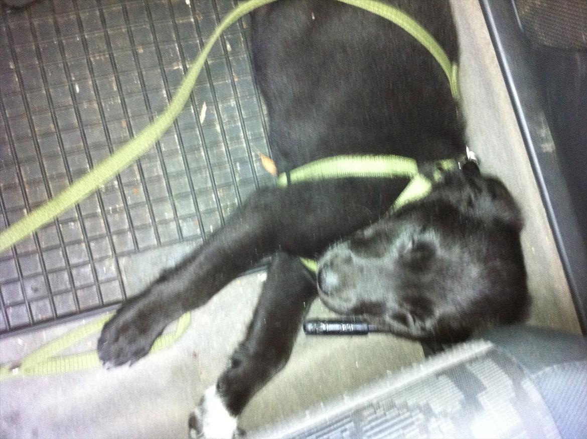 Blanding af racer Pax billede 6