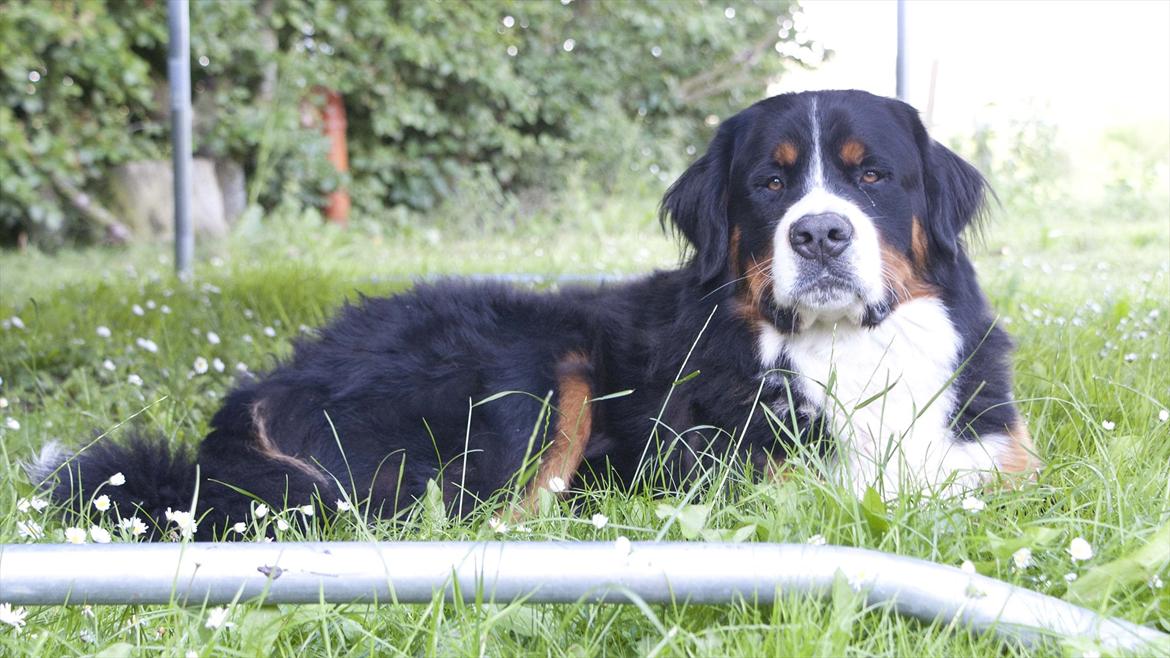 Berner sennenhund Laban billede 15
