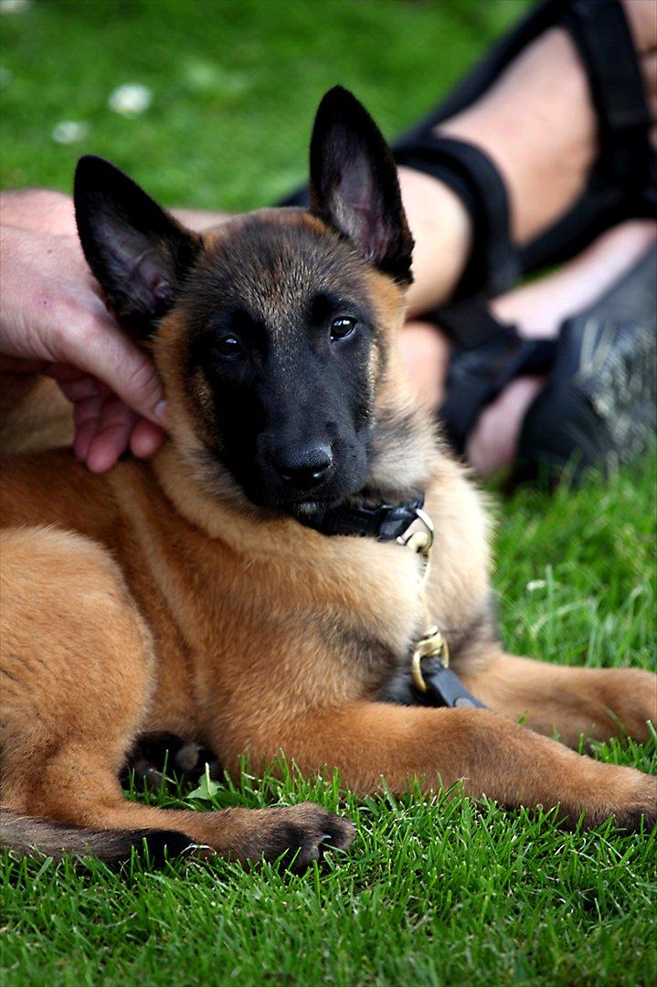 Malinois Boholdt Zappa billede 1