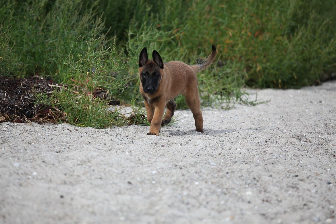 Malinois Boholdt Zappa billede 2