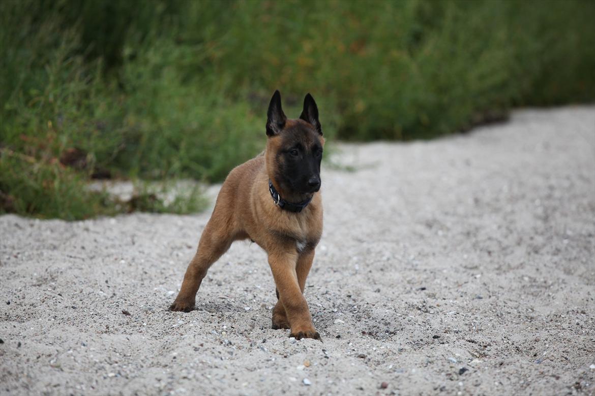 Malinois Boholdt Zappa billede 4