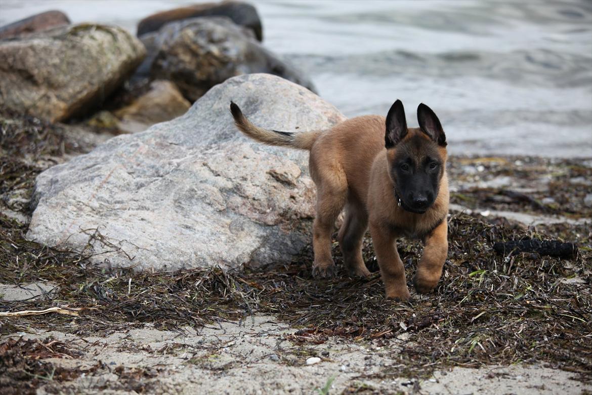 Malinois Boholdt Zappa billede 5