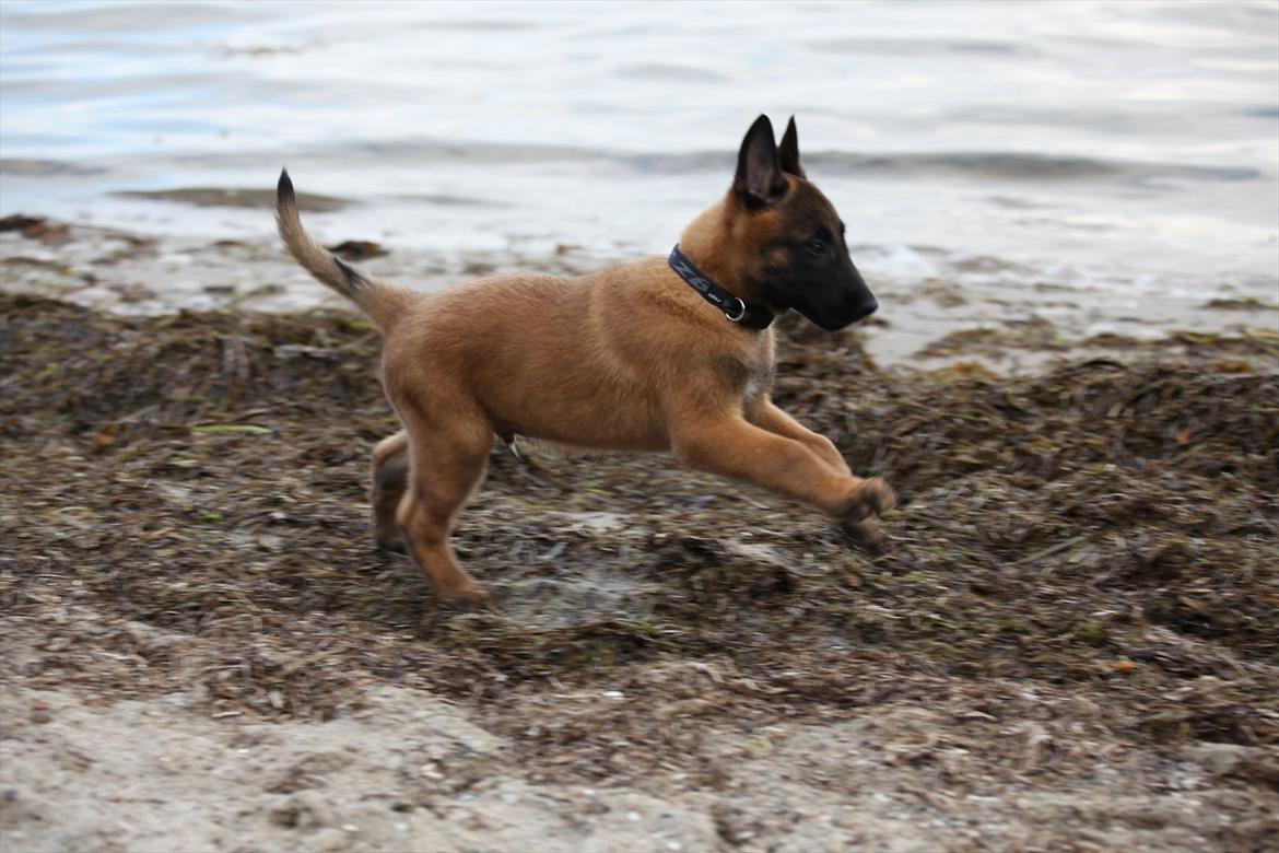 Malinois Boholdt Zappa billede 6