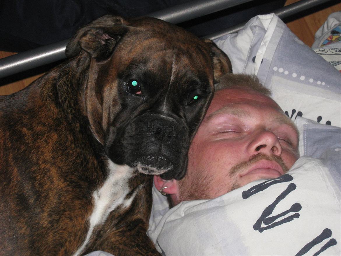 Boxer Dido - Putte med far billede 1