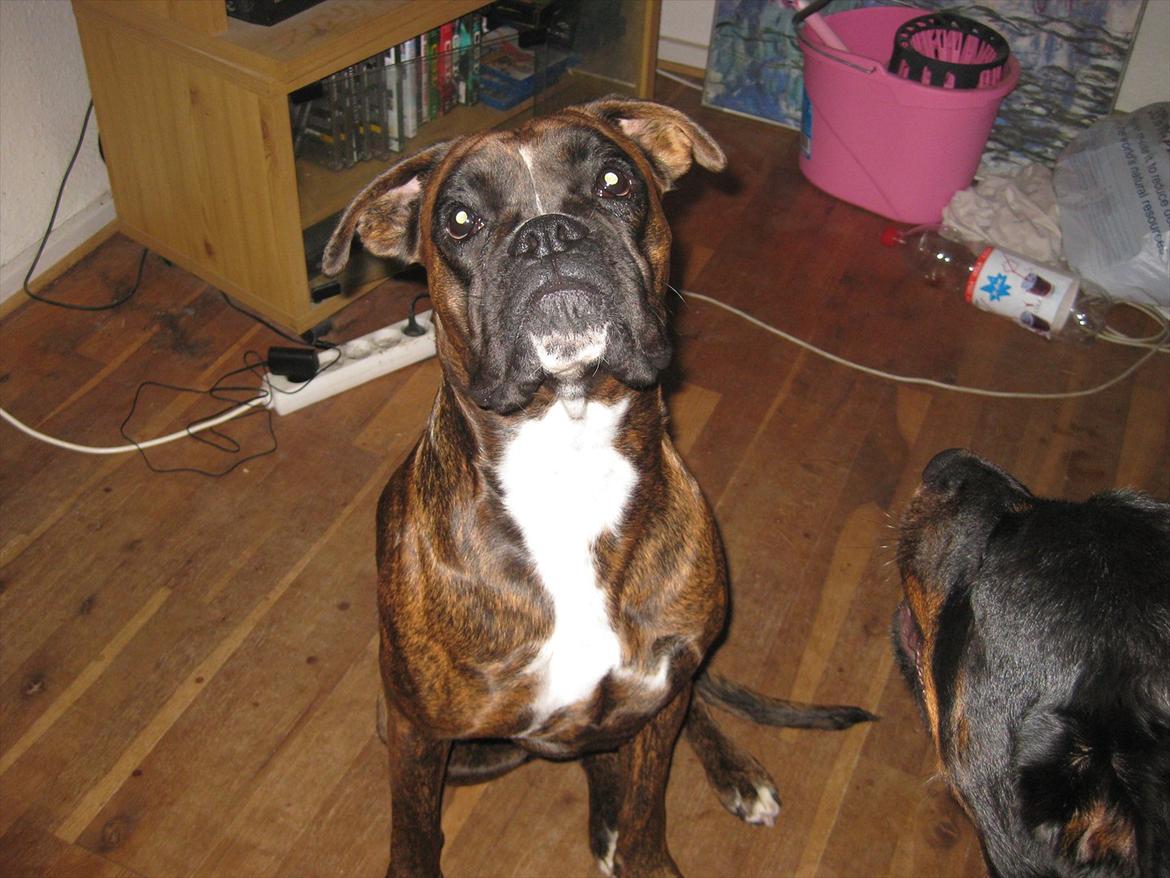 Boxer Dido billede 2