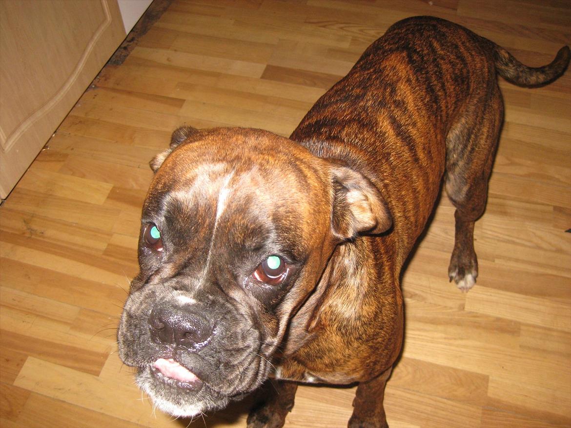 Boxer Dido - sjot kan man se ud billede 3