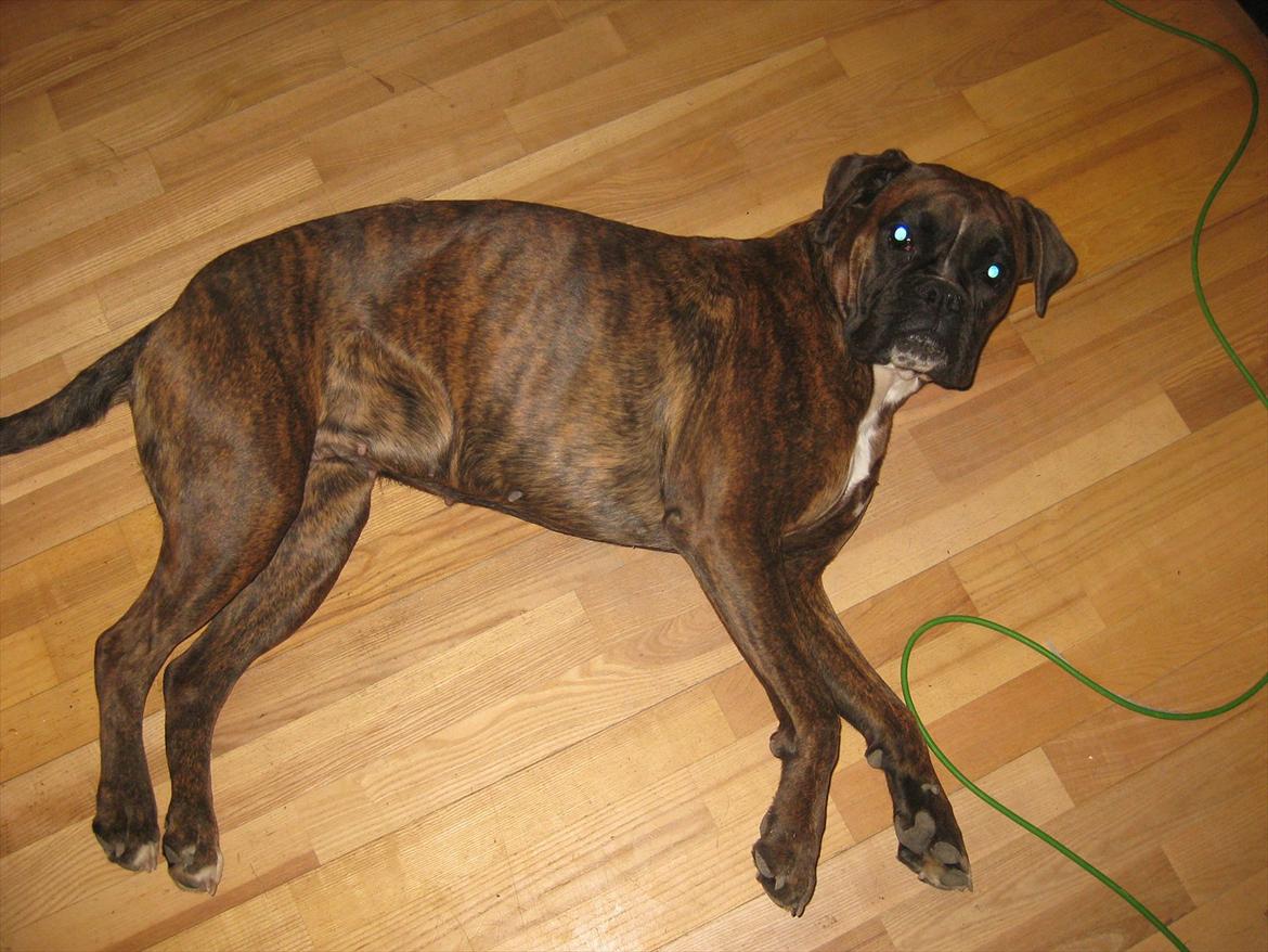 Boxer Dido - lang og flot billede 4
