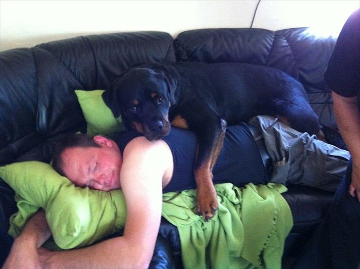 Rottweiler Kenzo - Nu smutter Far ikke, uden jeg opdager det..  billede 20
