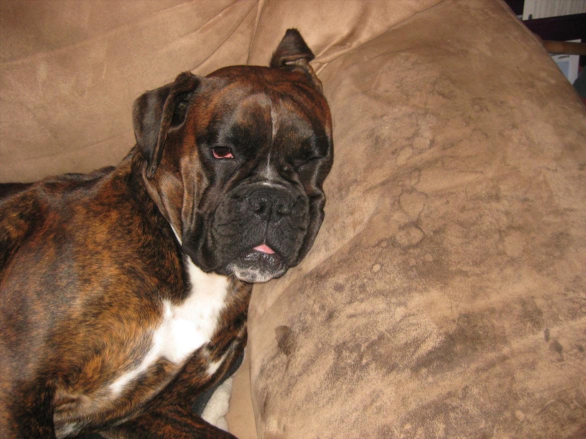 Boxer Dido - sove er dejligt billede 5