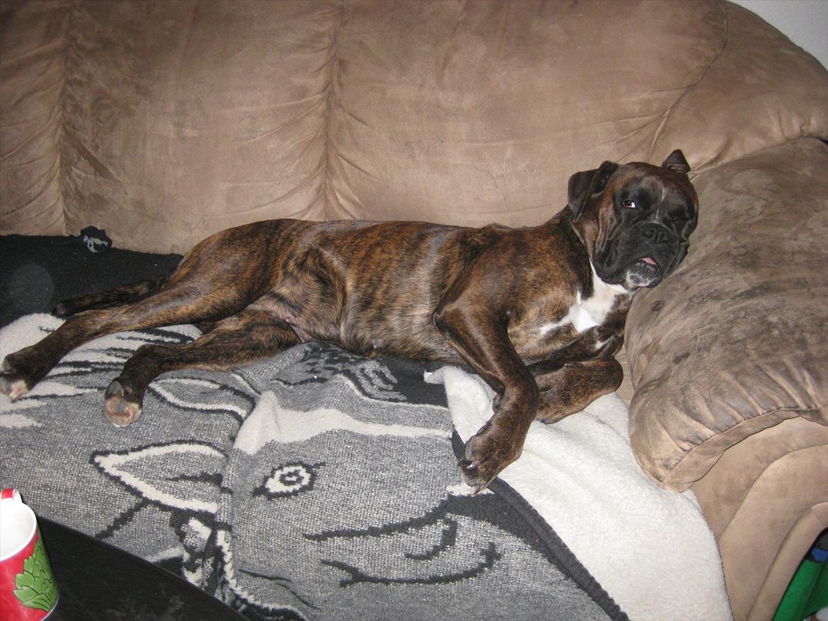 Boxer Dido billede 6