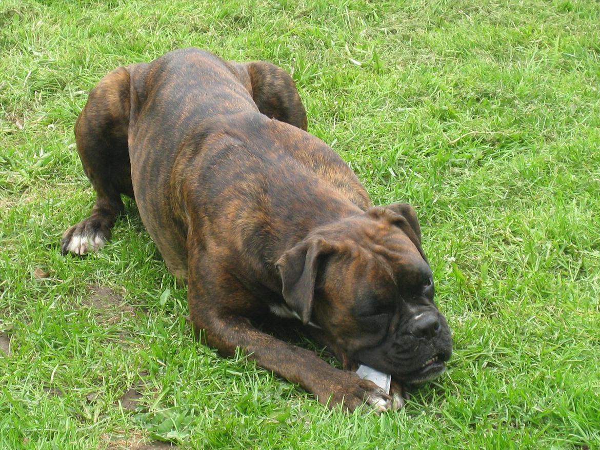 Boxer Dido - Dejligt med en ben billede 7