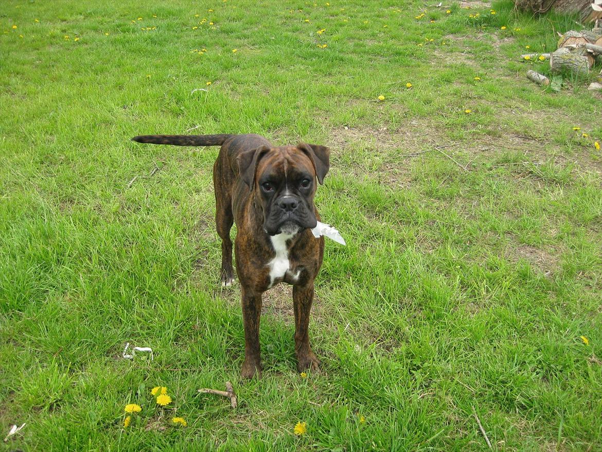 Boxer Dido - ude i haven og hygge billede 8