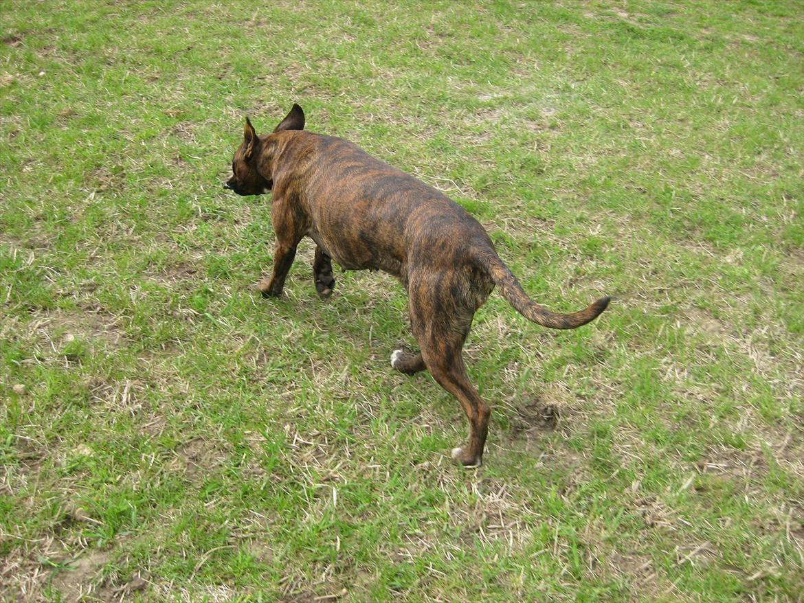 Boxer Dido billede 9