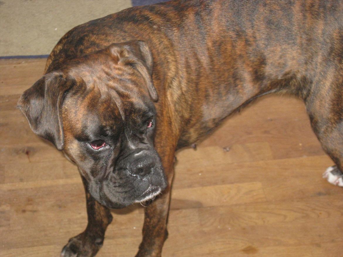 Boxer Dido - Ser lige hvad de andre laver. billede 10
