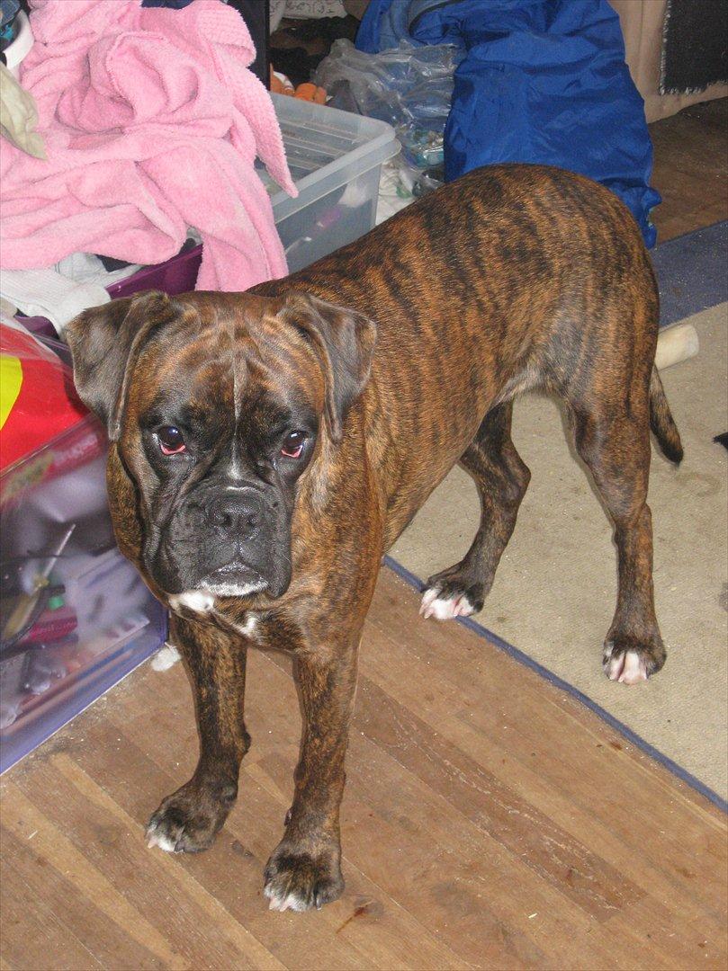 Boxer Dido - Man bliver træt af og lave noget billede 11