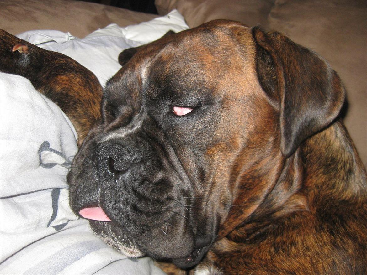 Boxer Dido - nusse for man lyst til andet. billede 12