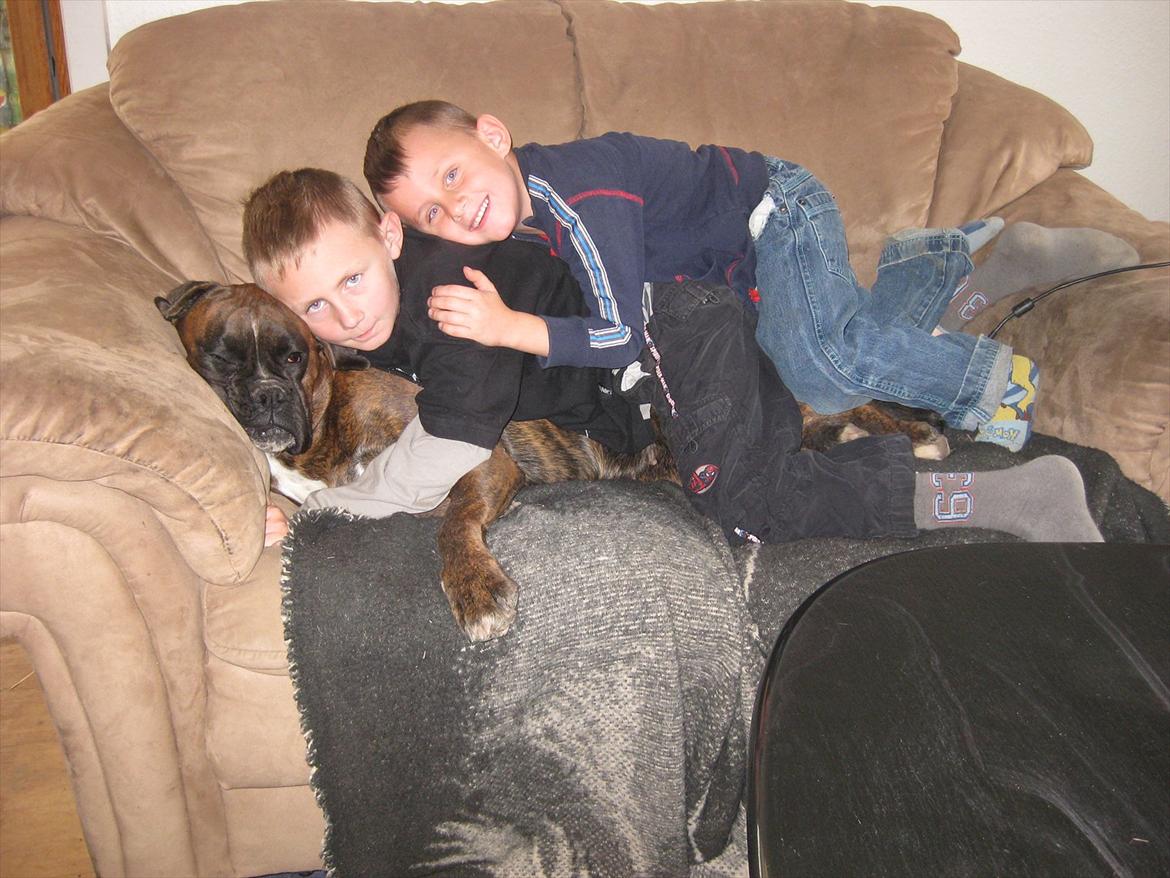 Boxer Dido - man må finde sig i meget bare fordi man er en lille nusse hude billede 13