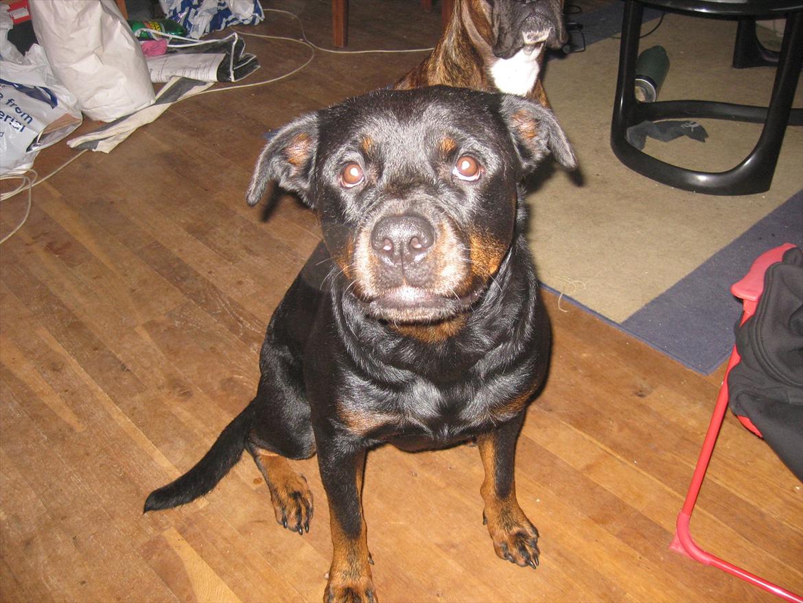 Rottweiler Sophi billede 1