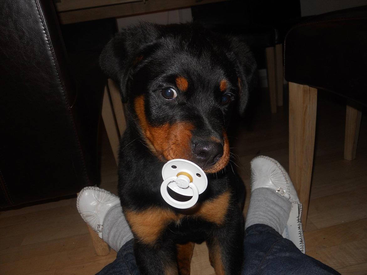 Rottweiler Bandit billede 1