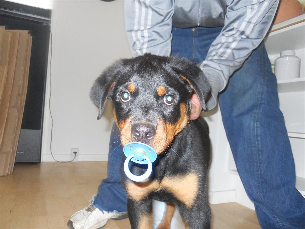 Rottweiler Bandit billede 2