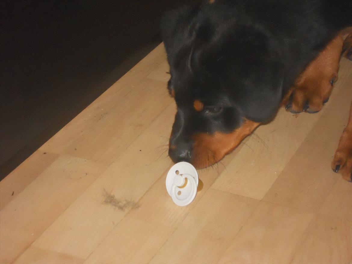 Rottweiler Bandit billede 3