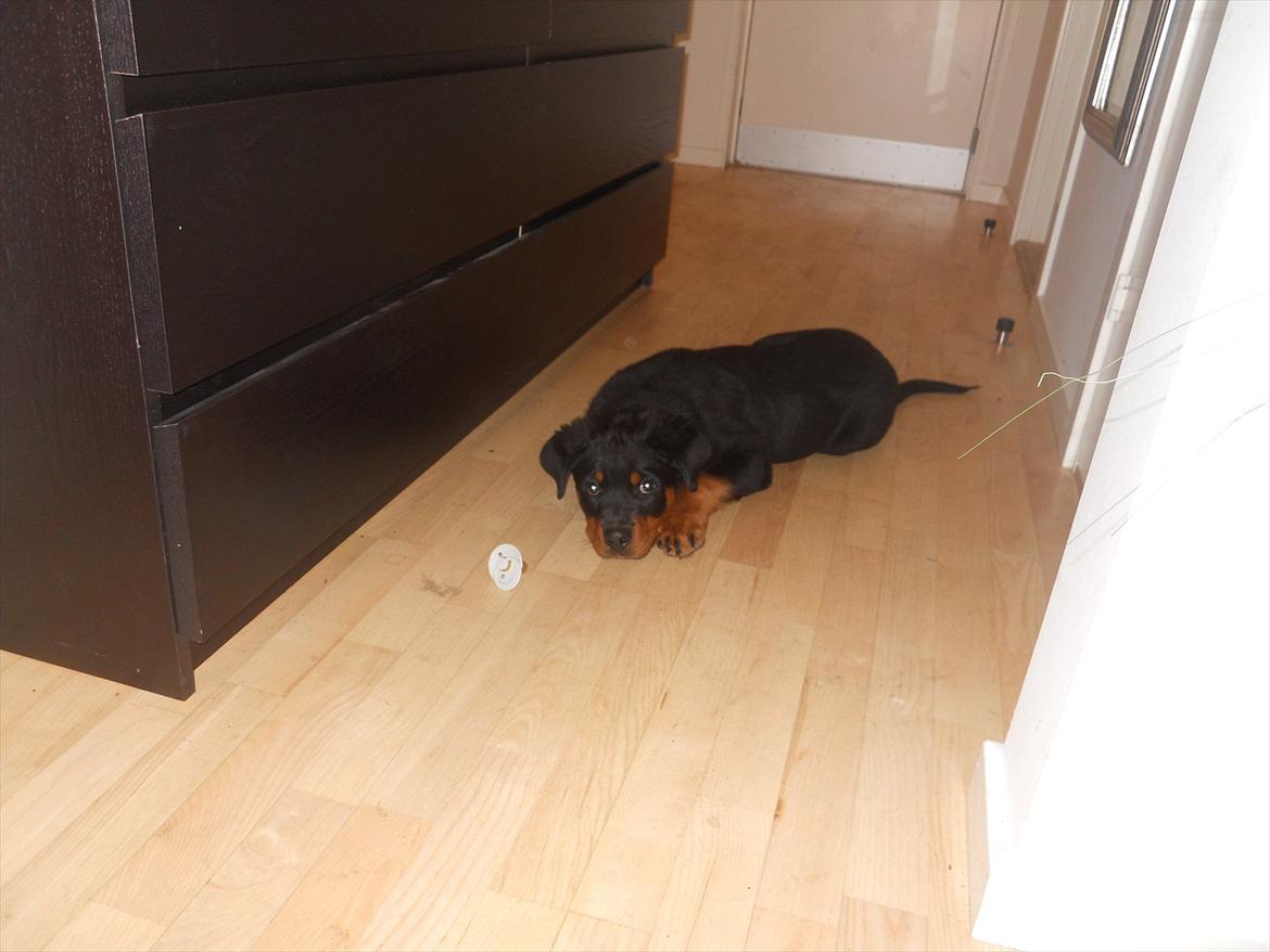 Rottweiler Bandit billede 4